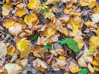 Orange and yellow fallen leaves in the sunlight.