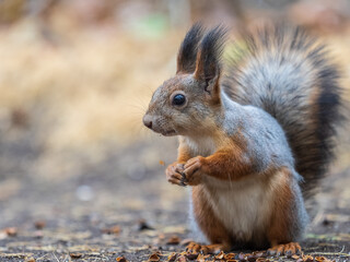Squirrel in autumn hides nuts on the green grass with fallen yellow leaves