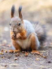 Squirrel in autumn hides nuts on the green grass with fallen yellow leaves