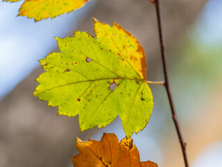 Branches with orange, red and yellow leaves in the autumn park.
