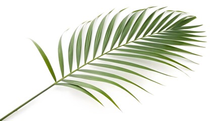 Obraz premium Minimalist Palm Leaf with a Long Stem, Isolated on a White Background, adding a touch of tropical elegance, Clean and Modern Tropical Stock Image