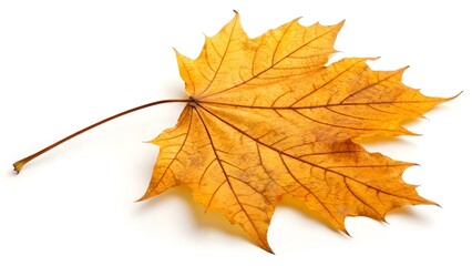 Fototapeta premium Golden Autumn Maple Leaf with Intricate Veins, Isolated on a White Background, showcasing its detailed veins and autumn hues, High-Quality Seasonal Nature Stock Photo