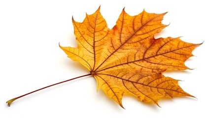 Fototapeta premium Golden Autumn Maple Leaf with Intricate Veins, Isolated on a White Background, showcasing its detailed veins and autumn hues, High-Quality Seasonal Nature Stock Photo