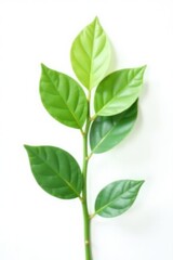 Fototapeta premium Single stem green plant isolated on white background, clean, plant