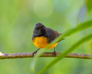Slate-throated Whitestart on tree branch