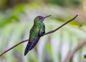 Fototapeta premium hummingbird standing on the branch