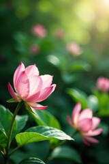 Obraz premium Soft petals and delicate leaves suspended in mid-air, garden, delicate, airy