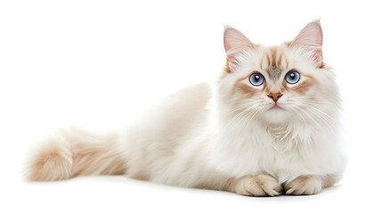 Fototapeta premium Ragamuffin cat on white background