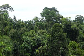 meratus mountain borneo rainforest, indonesia