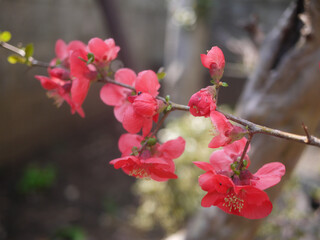 ピンク色に咲く梅の木（plum trees blossom in spring）