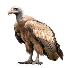 Obraz premium A realistic portrait of a vulture in side view, isolated on a white background. A large bird with broad wings, dark feathers, a featherless wrinkled head, a sharp hooked beak, and piercing dark eyes, 