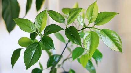 Close-up of vibrant green leaves on a potted plant, healthy foliage against a light background.