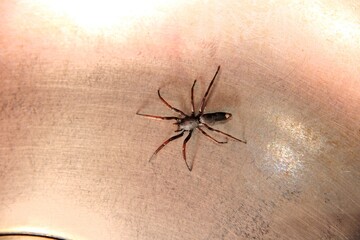 White-tailed Spider (Lampona cylindrata) in kitchen sink, South Australia