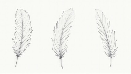 Obraz premium Three Feather Drawings on White Background