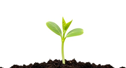 A young sprout growing from the ground. Isolated on a white background.