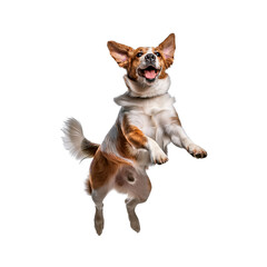 Dog jumping up in the air isolated on white background.PNG format.