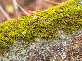 Soft thick moss in the forest is lit by the sun.