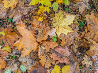 Orange and yellow fallen leaves in the sunlight.