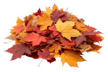 Pile of autumn-colored leaves isolated on transparent background