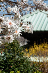 鎌倉2503　英勝寺12　コブシ