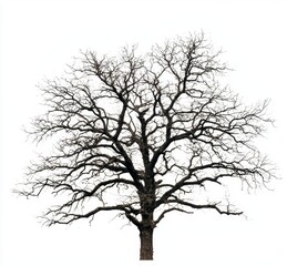 Obraz premium Majestic Bare Tree with Intricate Branches on a White Background