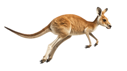 Kangaroo running isolated on white background