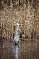 a heron stands in the water and waits for prey