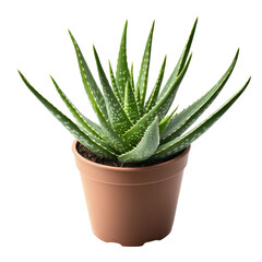Fototapeta premium Aloe vera plant with unique curves displayed in a simple transparentcolored pot, Aloe vera plant with interesting curve isolated