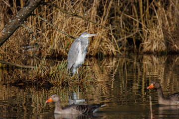 a heron stands in the water and waits for prey