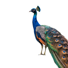 Obraz premium Peacock Bird Isolated on White Background as Transparent PNG. AI GENERATED