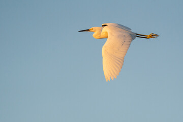 Egret soars in blue sky.