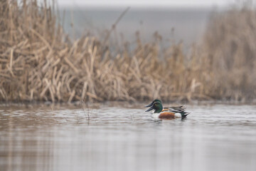 Ducks swim in calm water.