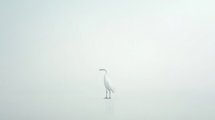 Elegant White Bird Standing in Serene Foggy Landscape with Minimalist Aesthetic and Soft Color Palette