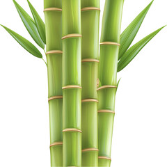 Obraz premium 3D Bamboo Stalk Isolated on Transparent Background