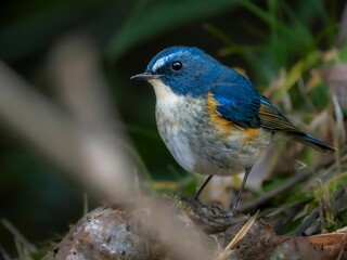 森の木陰で周りを見渡しているルリビタキの雄