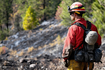 Fototapeta premium Wildland Firefighter in red shirt inspects a recently extinguished fire looking for hotspots