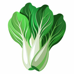 Bok choy vegetable isolated vector