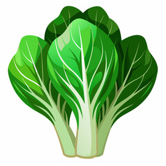 Bok choy vegetable isolated vector
