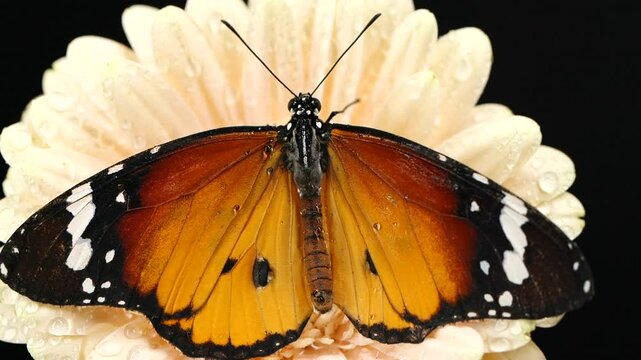 Close-up beautiful tiger monarch butterfly opening wings on pink daisy flower
