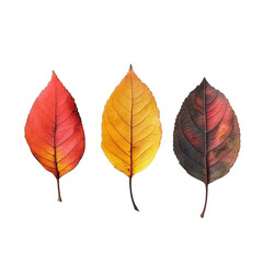 Three vibrant autumn leaves resting on a transparent background showcasing seasonal colors of red, yellow, and brown, Three autumn leaves transparent background