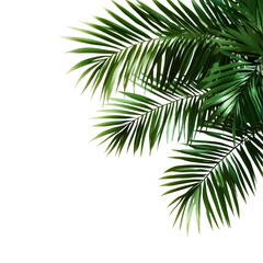 Green palm leaves casting shadows on a bright transparent background create a tropical and fresh ambiance, green palm leaves with shadow on transparent backgroundfile