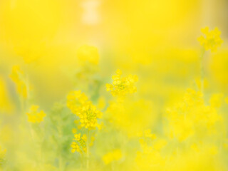 Fototapeta premium 春の公園や花壇を彩る菜の花のある景色。心象風景。背景。自然風景素材。ふんわりとボケた風景。