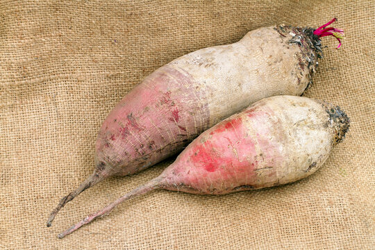Two large fodder beets against the background of burlap. Close-up of a natural beetroot.