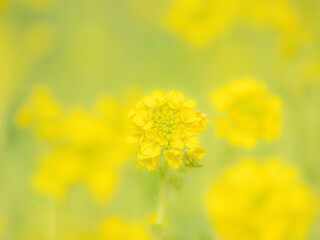 春の公園や花壇を彩る菜の花のある景色。心象風景。背景。自然風景素材。ふんわりとボケた風景。