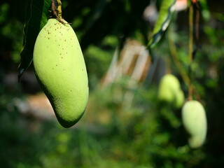Mango fruit hanging on tree with natural green background, Delicious tropical fruits