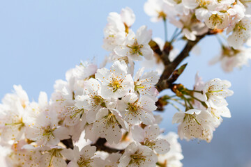 3月末に開花した桜02 2025