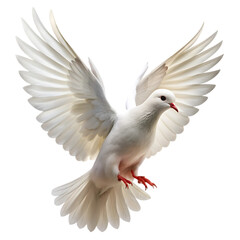 White Dove Flying: Peace Symbol Image