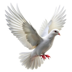 Fototapeta premium White Dove: Peace, Freedom, Spirit Animal