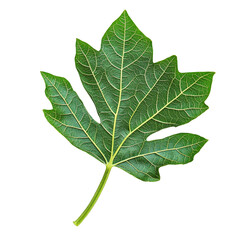 Obraz premium Green papaya plant leaf isolated on a transparent background for botanical studies and nature exploration, Green papaya plant leaf isolated on transparent background