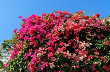Fototapeta premium Vibrant Bougainvillea Blossoms in Full Bloom Against Clear Blue Sky on a Sunny Day, Displaying a Spectrum of Pink and Red Flower Colors